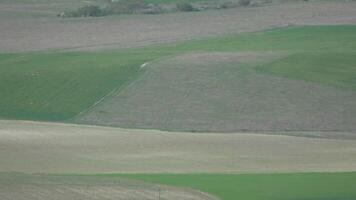 A spring agriculture field with lush grass with a few trees in the background. The sky is cloudy and the sun is not visible video