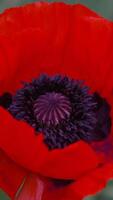 A red poppy flower with a dark center. scarlet poppies flowers with selective focus. Red poppies in soft light. Glade of red poppies. Soft focus blur. Papaver sp. Vertical video