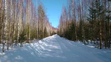 View of the winter forest . Clip. Leafless winter forest with high birches and Christmas trees with a snowy path. video