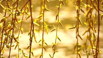 close-up branches of a weeping willow branches with fresh green spring goslings shaking in the wind, set against a background of blue lake water. tranquil and peaceful scene. slow motion. video