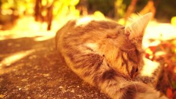 A cute happy grey tabby kitten lies and rests on the floor of the autumn park in the rays of sunlight, looks at the camera, wiggles its ears and enjoys the morning sun. video