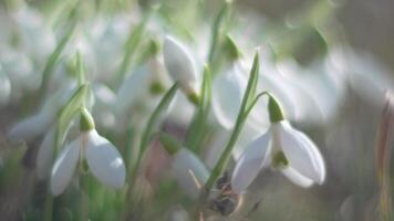 Bee pollinates snowdrop during early spring in forest. Snowdrops, flower, spring. White snowdrops bloom in garden, early spring, signaling end of winter. Slow motion, close up, soft focus video