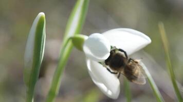 Bee pollinates snowdrop during early spring in forest. Snowdrops, flower, spring. Honey bee, Apis mellifera visiting first snowdrops on early spring, signaling end of winter. Slow motion, close up video