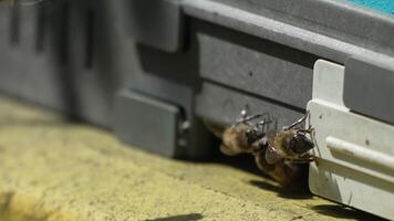 Bees, pollen, hive - Close-up view of bees with colorful pollen on legs near beehive entrance, 240 fps slow motion, pollination process in nature. Apis mellifera video