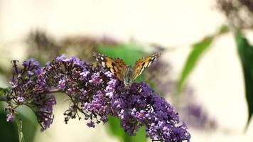 A common yellow swallowtail Papilio machaon on the flower of a butterfly bush Buddleja davidii . Close up, slow motion video