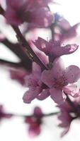 A close up of a bright pink flowers peach tree spring bloom. Vertical . Slow motion video