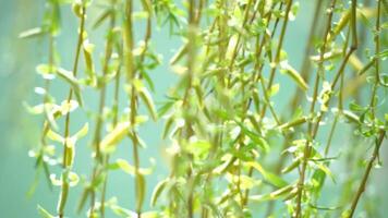 close-up branches of a weeping willow branches with fresh green spring goslings shaking in the wind, set against a background of blue lake water. tranquil and peaceful scene. slow motion. video