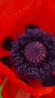 A red poppy flower with a dark center. scarlet poppies flowers with selective focus. Red poppies in soft light. Glade of red poppies. Soft focus blur. Papaver sp. Vertical video