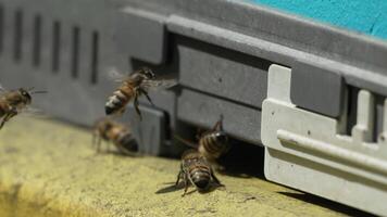Bees, pollen, hive - Close-up view of bees with colorful pollen on legs near beehive entrance, slow motion, pollination process in nature. Apis mellifera video