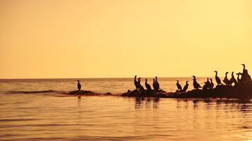 Sea birds silhouette at sunset. Flock of cormorants, Phalacrocorax carbo sit on the rocks before sunset. Flock of seabirds, cormorants, seagulls, close up sitting on a cliff top at sunset, slow motion video