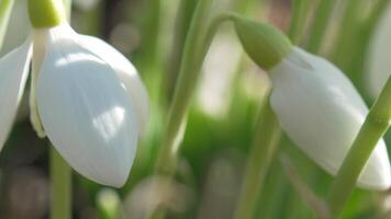Snowdrop pollinated by bee during early spring in forest. Snowdrops, flower, spring. White snowdrops bloom in garden, early spring, signaling end of winter. Slow motion, close up, soft focus video