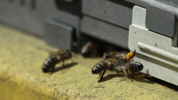 Bees, pollen, hive - Close-up view of bees with colorful pollen on legs near beehive entrance, slow motion, pollination process in nature. Apis mellifera video
