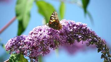 tortoiseshell butterfly Aglais urticae sitting on a flower of butterfly bush Buddleja davidii Close up, slow motion video