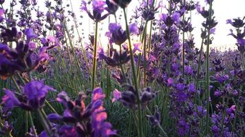 Lavender fields with fragrant purple flowers bloom at sunset. Lush lavender bushes in endless rows. Organic Lavender Oil Production in Europe. Garden aromatherapy. Slow motion, close up video