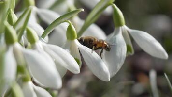 bi pollinerar snödroppe under tidigt vår i skog. snödroppar, blomma, vår. honung bi, apis mellifera besöker först snödroppar på tidigt vår, signal- slutet av vinter. långsam rörelse, stänga upp video
