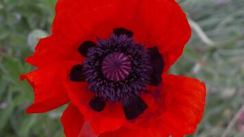 A red poppy flower with a dark center. scarlet poppies flowers with selective focus. Red poppies in soft light. Glade of red poppies. Soft focus blur. Papaver sp. video
