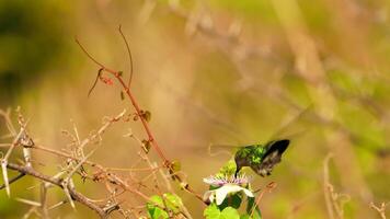 Bird Wildlife - Hummingbird in Super Slow Motion 4K 120fps video