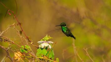 Bird Wildlife - Hummingbird in Super Slow Motion 4K 120fps video