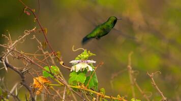 Bird Wildlife - Hummingbird in Super Slow Motion 4K 120fps video