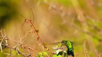 Bird Wildlife - Hummingbird in Super Slow Motion 4K 120fps video