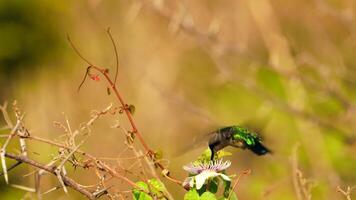 Bird Wildlife - Hummingbird in Super Slow Motion 4K 120fps video