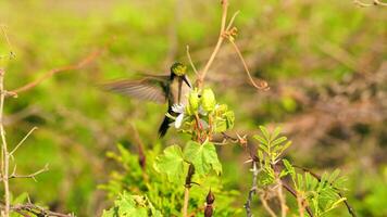 Bird Wildlife - Hummingbird in Super Slow Motion 4K 120fps video