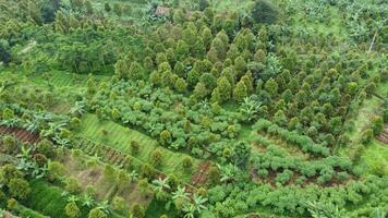 Aerial view of a forest with trees and plants video