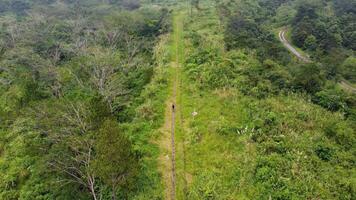 An aerial view of a road in the middle of a forest video