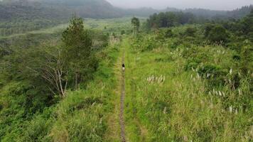 Aerial view of a man walking along a trail in the forest video