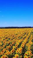 Movement of amazing sunflower fields and meadow under the blue sky in summer. Flight over the field with yellow sunflowers. Aerial view Vertical video