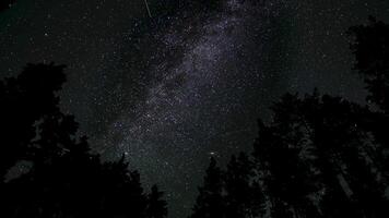 Experience the tranquility of a midnight forest as the Milky Way shines brightly overhead. Tall trees frame a breathtaking view of countless stars. Time lapse video