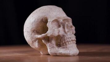 Realistic White Human Skull Statue Rotating on Turntable for Artistic Display video