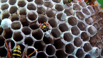 Paper wasp Polistes gallicus - young wasp emerging from nest cell, Wasp nest with larvae and pupae in paper honeycomb video