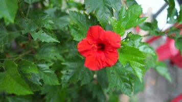 A close-up view of a vibrant Shoeblackplant or Piliostigma thonningii, showcasing its striking leaves and unique flower shape, ideal for nature enthusiasts and botanical collections. video