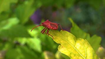 Herbivorous bug on mallow in the garden, garden pest video