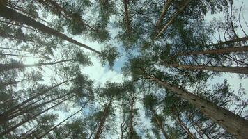 Low Angle View of a Pine Forest when Looking Up to the Trees. Bottom View of Pine Crowns at Sunny Summer Day. The Sky Can Be Seen Through the Tops of the Trees. Forward Gimbal Stabilizer Movement video