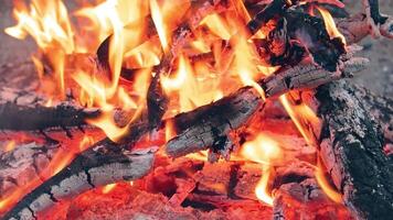 A Bonfire Burning in the Forest in Evening. Flaming Campfire. Fireplace in Nature - Static Shot, Slow Motion video