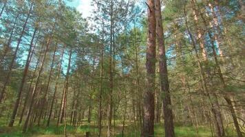Walking Through the Pine Forest and Looking Up to the Trees. Bottom View of Pine Crowns at Sunny Summer Day. The Sky Can Be Seen Through the Tops of the Trees video