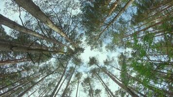 Low Angle View of a Pine Forest when Looking Up to the Trees. Bottom View of Pine Crowns at Sunny Summer Day. The Sky Can Be Seen Through the Tops of the Trees. Gimbal Stabilizer Rotation Right video