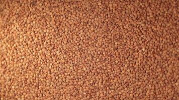 Dry Uncooked Brown Buckwheat Groats, Rotating Background - Top View. Raw Large Buckwheat Grains. Russian, Ukrainian and Belarusian Culture. Rotation Right video