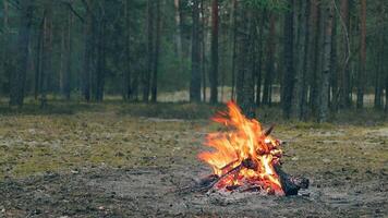 A Bonfire Burning in the Forest in Evening. Flaming Campfire. Fireplace in Nature - Static Shot, Slow Motion video