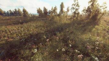 Lush wildflower meadow with sunlight filtering through trees at dawn video