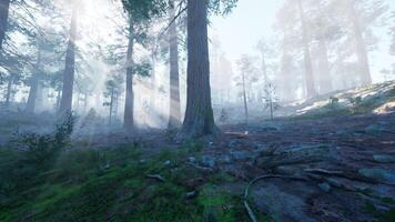 Serene morning light filtering through the tall trees in a Canadian forest video