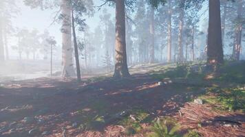 Foggy morning in an Alaskan forest with towering trees and serene atmosphere video