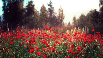 Vibrant red poppy field in full bloom during a sunny summer afternoon video