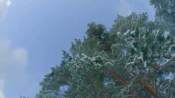 Low Angle View of a Winter Pine Forest, Walking Through the Coniferous Trees. Bottom View of the Tops of Pines in the Snow at Sunny Winter Day. The Sky Can Be Seen Through the Tops of the Pines video