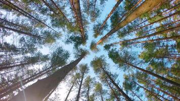 Low Angle View of Colorful Summer Pine Forest, Walking Through the Coniferous Trees - Moving Right. Bottom View of the Tops of Pines at Sunny Summer Day. The Sky Can Be Seen Through the Tops of Pines video