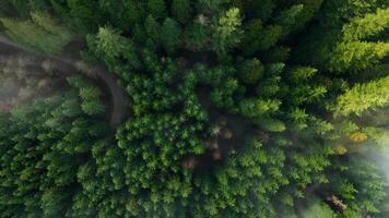 Top-down view shows a green pine forest with a winding path through the clouds video