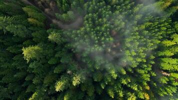 Top-down view shows a green pine forest with a winding path through the clouds video