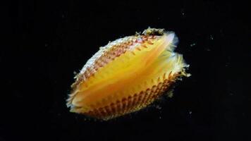Anadara inaequivalvis - Bivalve mollusk, an invader in the Black Sea, an invasive species video